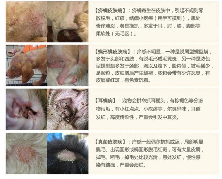 金盾 宠物消炎杀螨膏20g 治疗猫狗蠕形螨疥螨细菌真菌皮肤病