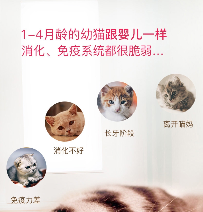 法国皇家ROYAL CANIN 1-4个月幼猫奶糕400g BK34