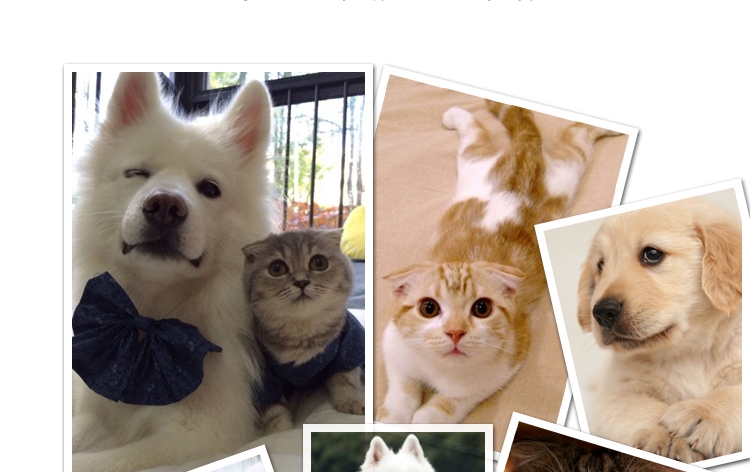 日本多格漫 猫用不锈钢指甲剪