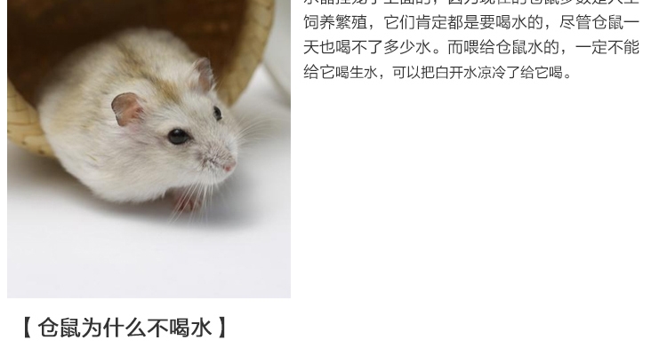 宠波尔 防漏钢珠头水樽仓鼠兔龙猫饮水器水壶