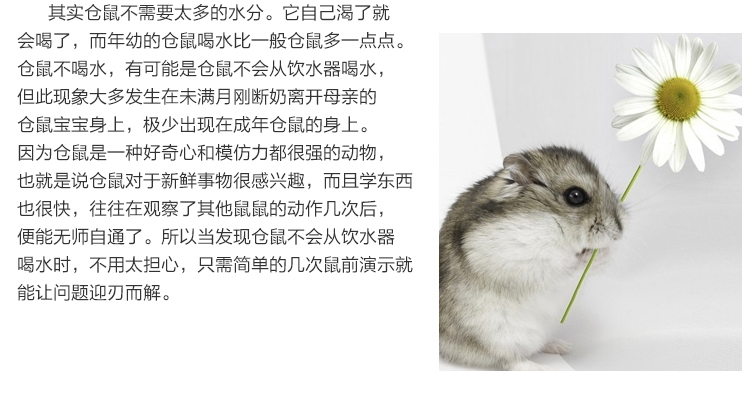 宠波尔 防漏钢珠头水樽仓鼠兔龙猫饮水器水壶
