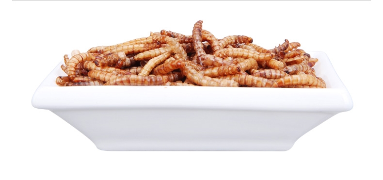 优质面包虫干黄粉虫干龙猫仓鼠粮食龙鱼饲料加量装2800ml