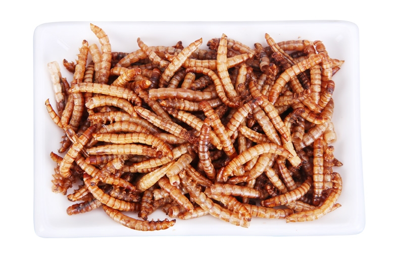 优质面包虫干黄粉虫干龙猫仓鼠粮食龙鱼饲料加量装2800ml