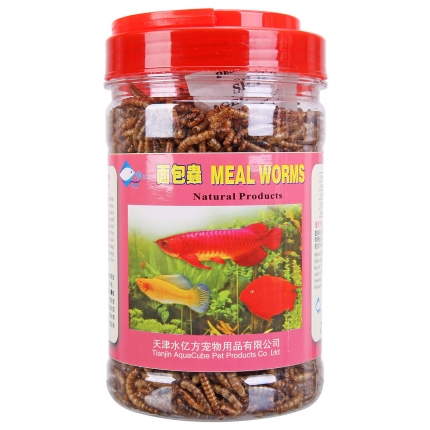 鹦鹉鱼不吃食怎么办|水族喂食-波奇网百科大全