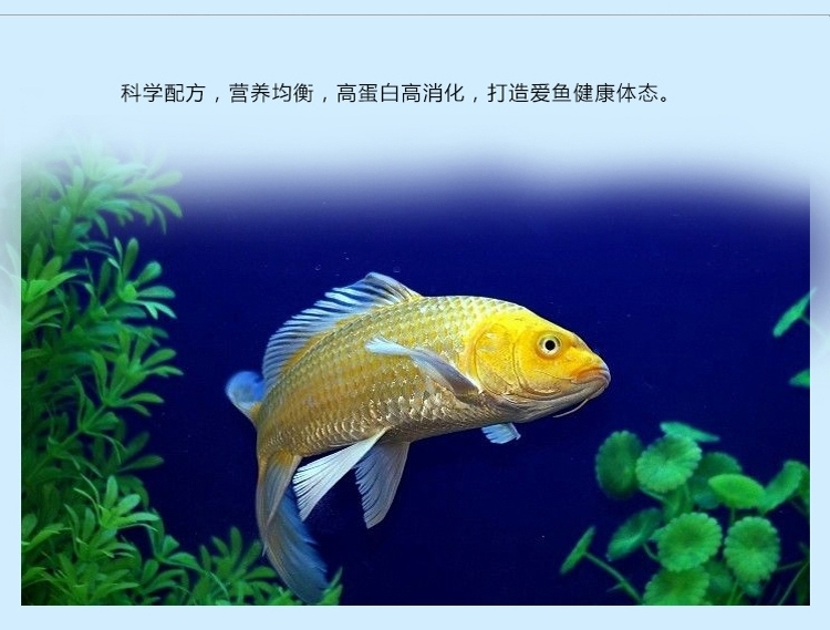 三友创美三元 增艳锦鲤鱼粮饲料 450g