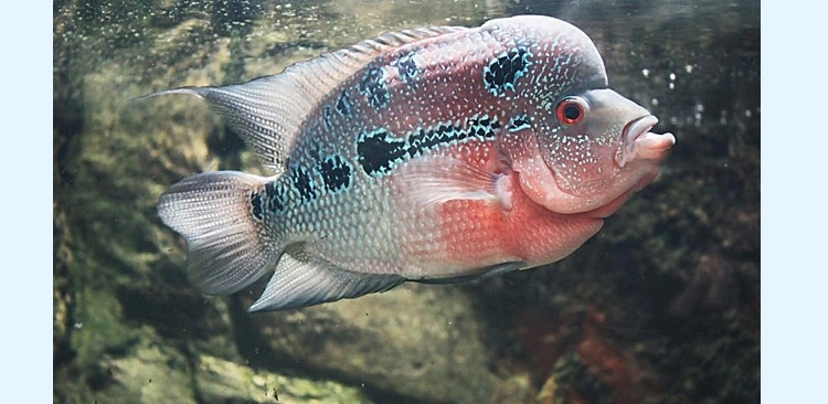 新加坡傲深XO红瑞神二代罗汉鱼饲料增色增头颗粒鱼粮花罗汉鱼食中大粒