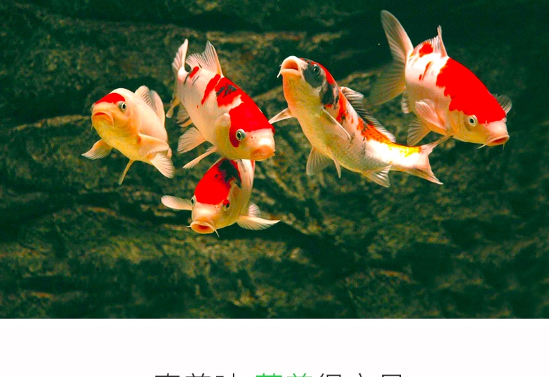 统一锦鲤鱼饲料鱼食鱼粮 色扬主食育成胚芽1kg