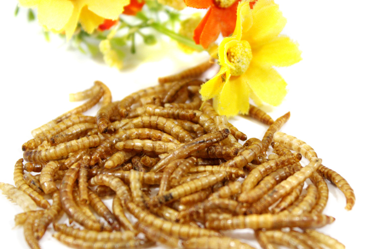 面包虫干黄粉虫仓鼠粮食100g 仓鼠乌龟龙鱼饲料