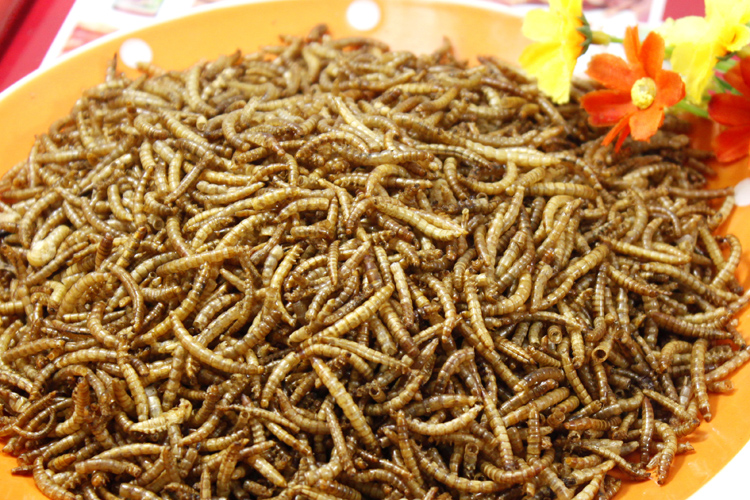面包虫干黄粉虫最爱龙鱼100g饲料松鼠仓鼠仓鼠中国版的v最爱乌龟青蛙粮食吃什么图片