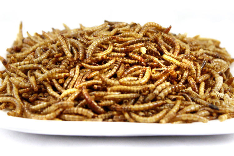 ɻƷ۳ʳ100g ڹ