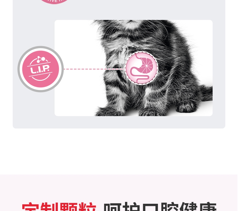 法国皇家Royal Canin 孕猫及12个月以下幼猫粮 10kg K36