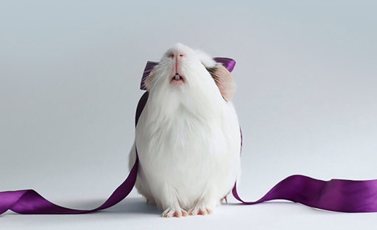 凯莉 全营养优质龙猫粮2.5kg KY10