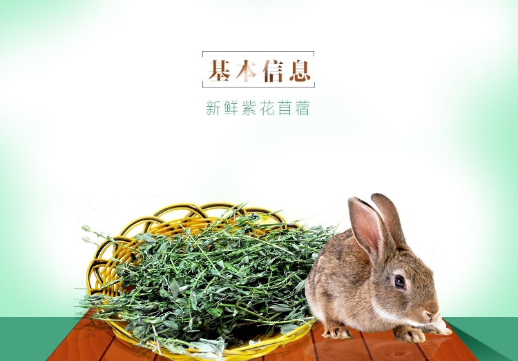 新鲜紫花苜蓿草 兔子牧草1kg