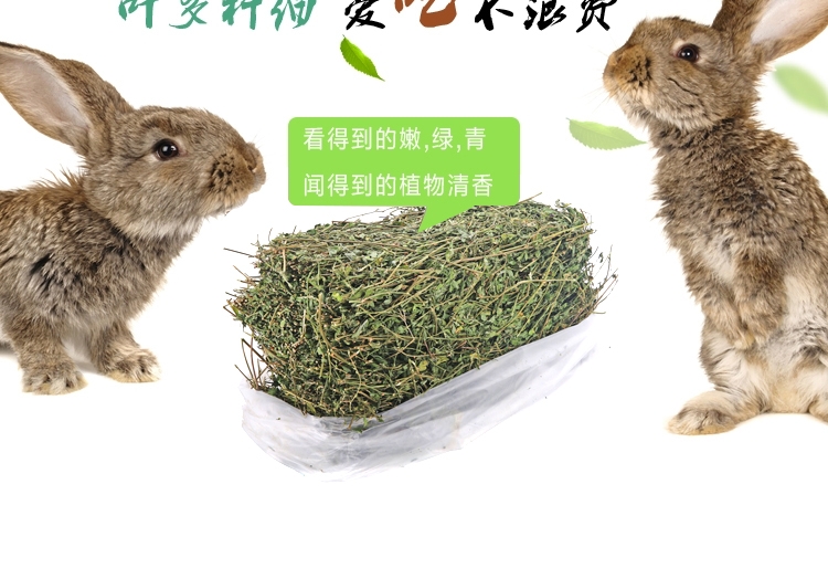 新鲜紫花苜蓿草 兔子牧草1kg