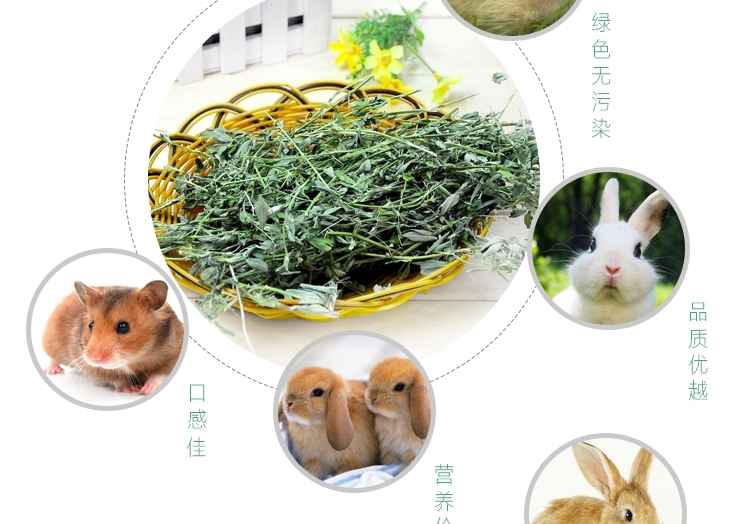 新鲜紫花苜蓿草 兔子牧草1kg