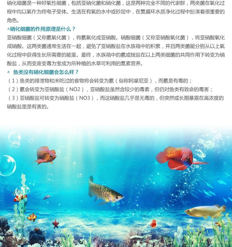 新加坡傲深 硝化菌 硝化细菌240ML