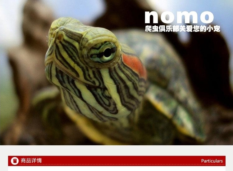诺摩NOMO 乌龟护龟液100ml 龟白眼 感冒腐皮肿眼