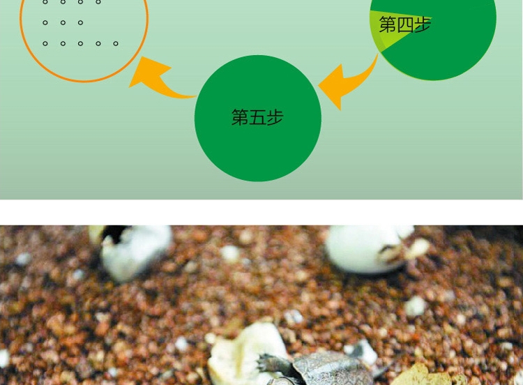 LIFELINE命脉 无菌果壳砂4升 保湿造景/半水龟陆龟专用垫材