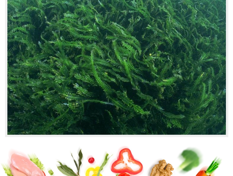 比瑞吉 幼猫及怀孕哺乳母猫粮天然粮2kg 全面营养补充