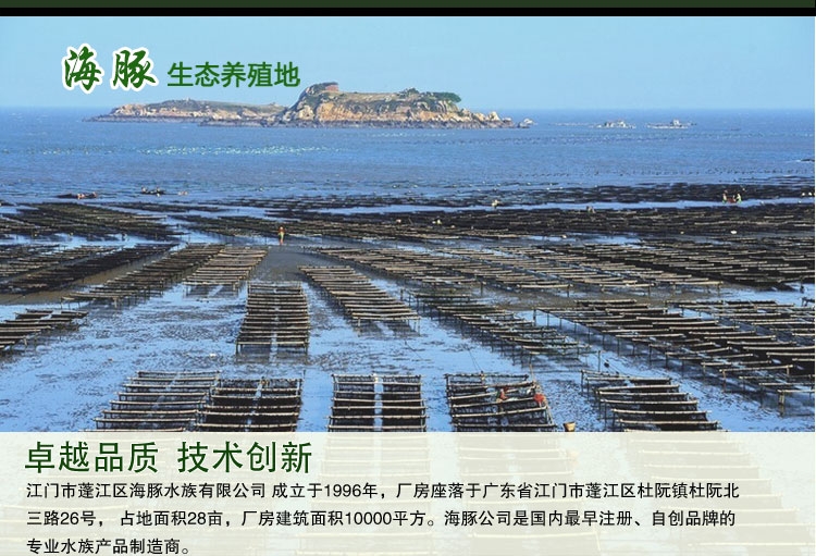 海豚薄片鱼粮