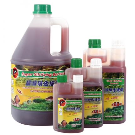 棕色高头翻鳃金鱼的饲养环境|水族喂食-波奇网