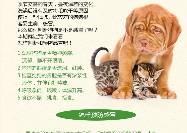 湃特安琪儿宠物镇咳灵60ml 止咳 平喘 咽喉炎症