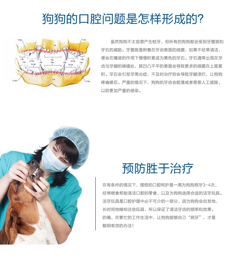 美国petmate 狗斯拉橡胶绳结双重洁牙玩具 狗玩具