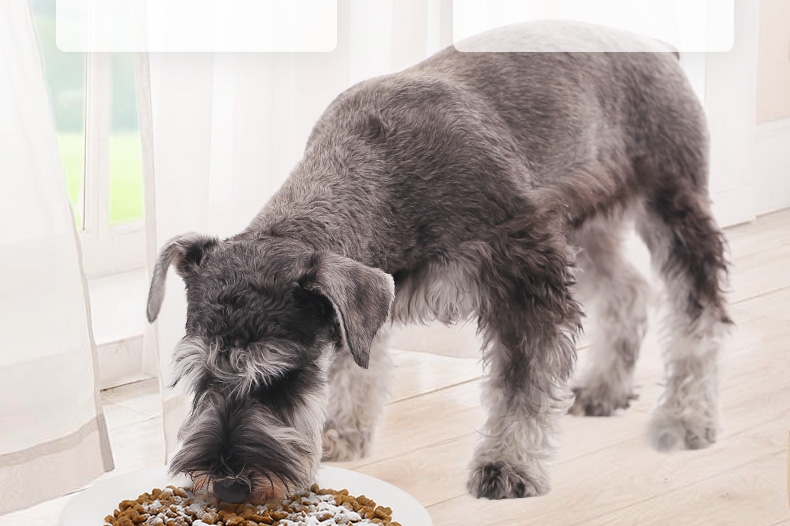 怡亲Yoken 犬猫用肠胃宝酵素益生菌 10*5g 腹泻便秘肠炎消化不良适用