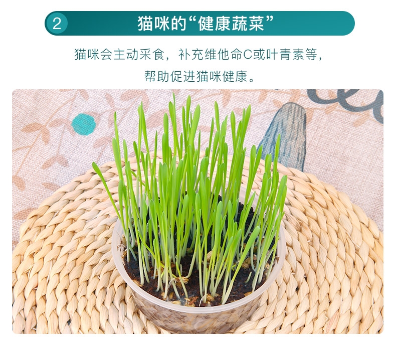 怡亲许愿种植猫草去毛球猫零食 19g(猫草种子+培育盒+培育土)