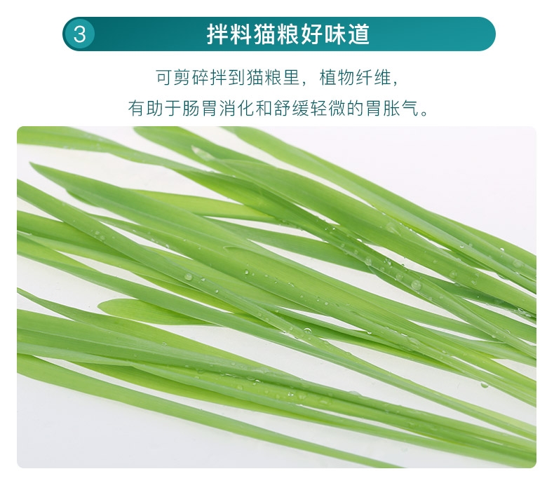 怡亲许愿种植猫草去毛球猫零食 19g(猫草种子+培育盒+培育土)