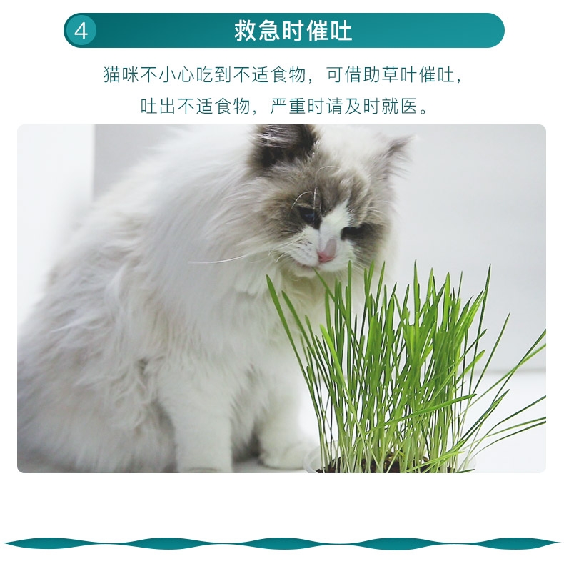 怡亲许愿种植猫草去毛球猫零食 19g(猫草种子+培育盒+培育土)