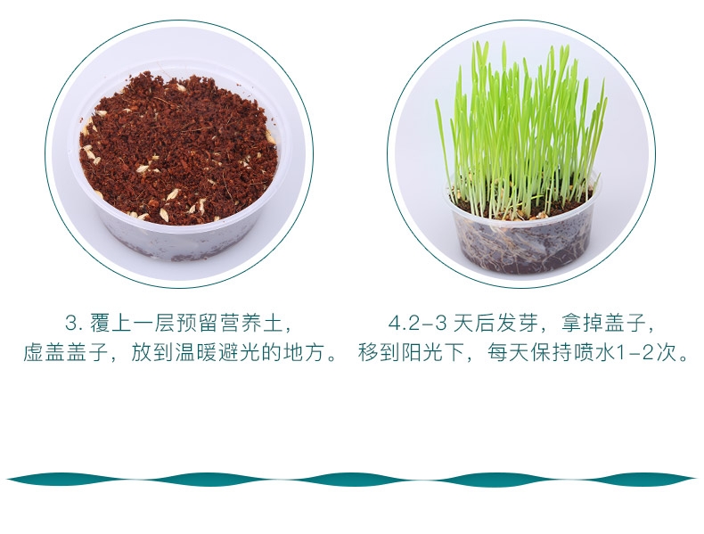 怡亲许愿种植猫草去毛球猫零食 19g(猫草种子+培育盒+培育土)