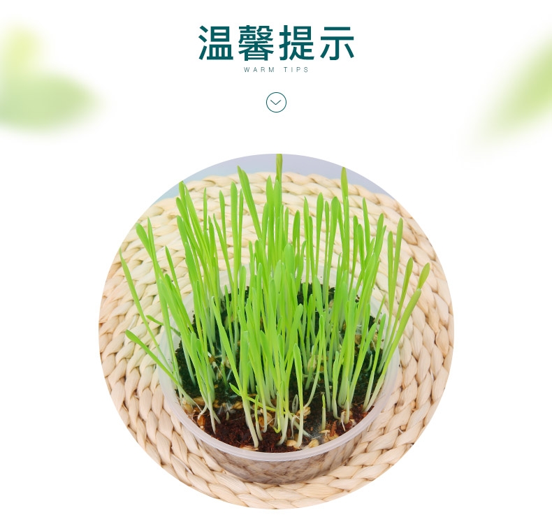 怡亲许愿种植猫草去毛球猫零食 19g(猫草种子+培育盒+培育土)