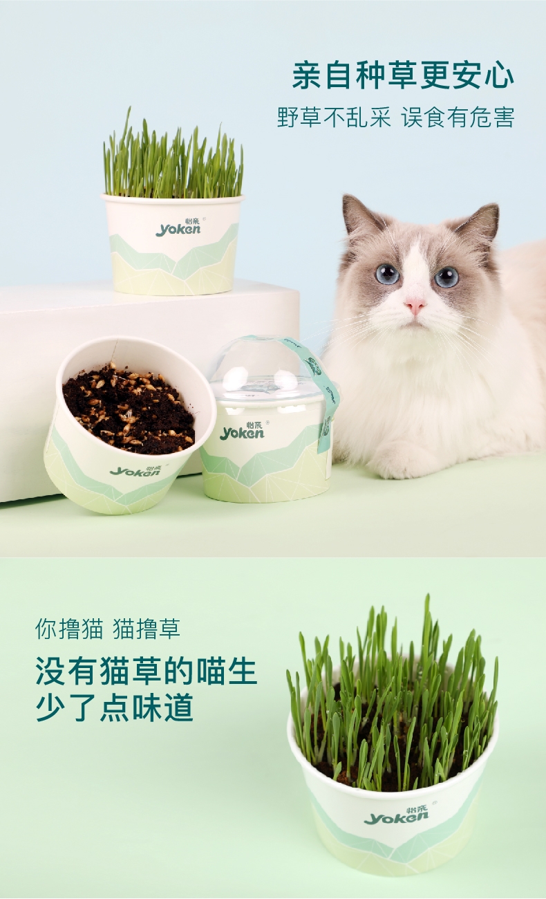 怡亲许愿种植猫草去毛球猫零食 20g(猫草种子+培育盒+培育土)