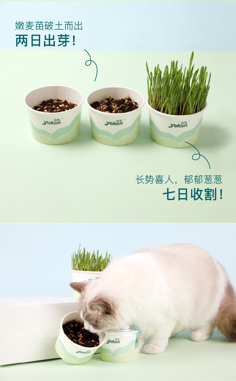 怡亲许愿种植猫草去毛球猫零食 20g(猫草种子+培育盒+培育土)