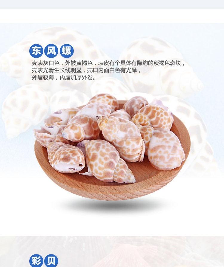 聚宝源 天然海螺贝壳套装海星摆件 鱼缸装饰造景