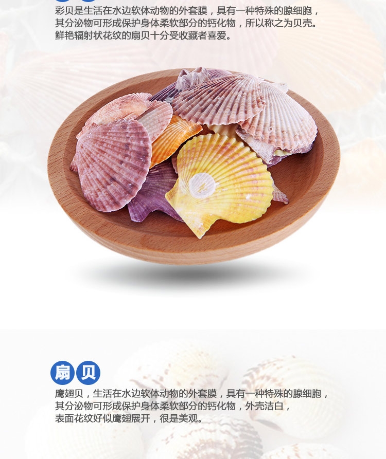 聚宝源 天然海螺贝壳套装海星摆件 鱼缸装饰造景