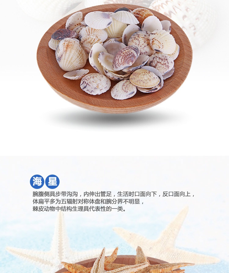 聚宝源 天然海螺贝壳套装海星摆件 鱼缸装饰造景