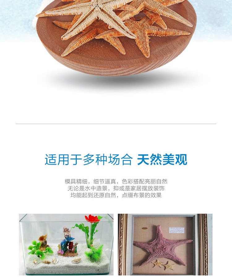 聚宝源 天然海螺贝壳套装海星摆件 鱼缸装饰造景