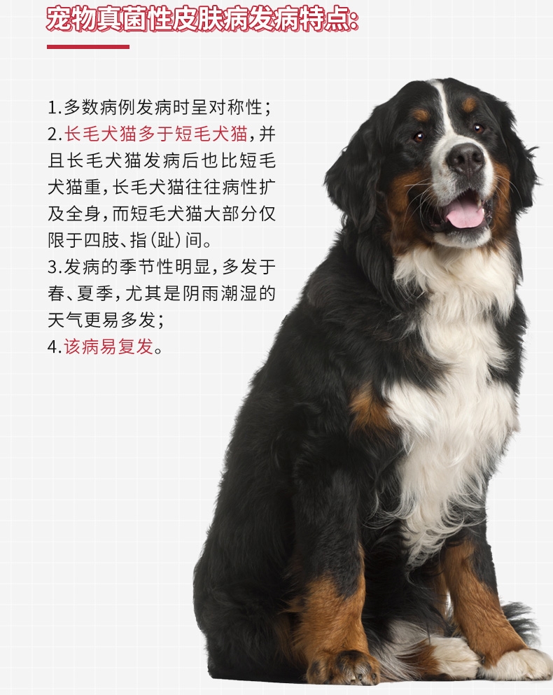 金盾 犬猫新一代皮特芬喷剂 100ml 真菌螨虫感染猫癣皮炎