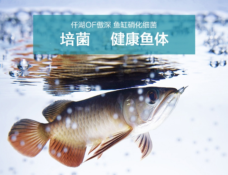 仟湖傲深OF麦特贝热带鱼龙鱼消化益菌鱼缸硝化细菌