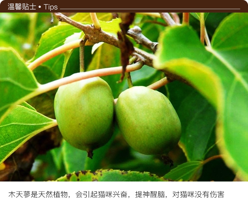 Petio 烧鱼姿亭 猫咪啃咬玩具仿真秋刀鱼(含木天蓼)