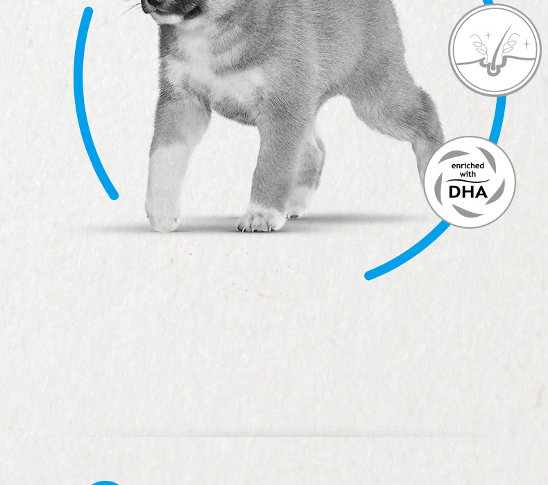 法国皇家ROYAL CANIN 柴犬幼犬粮 3kg