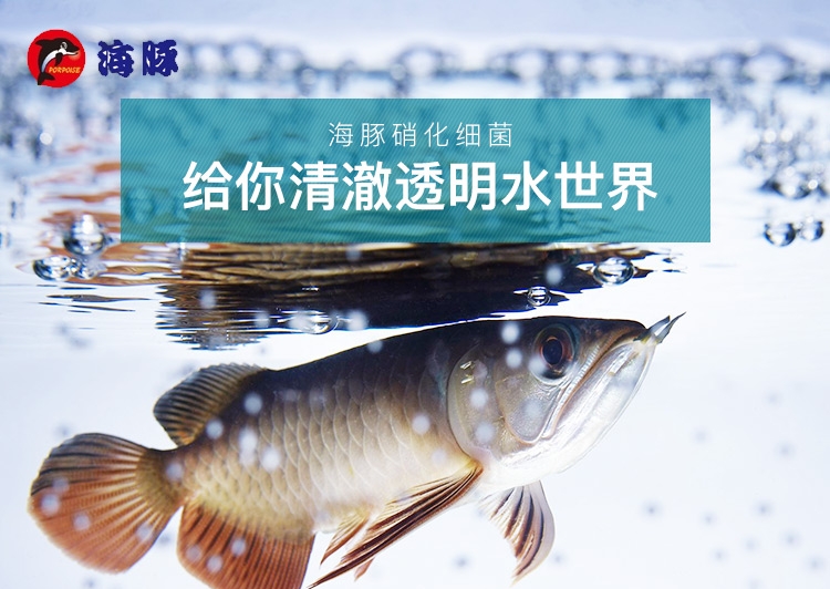 海豚硝化细菌5片装