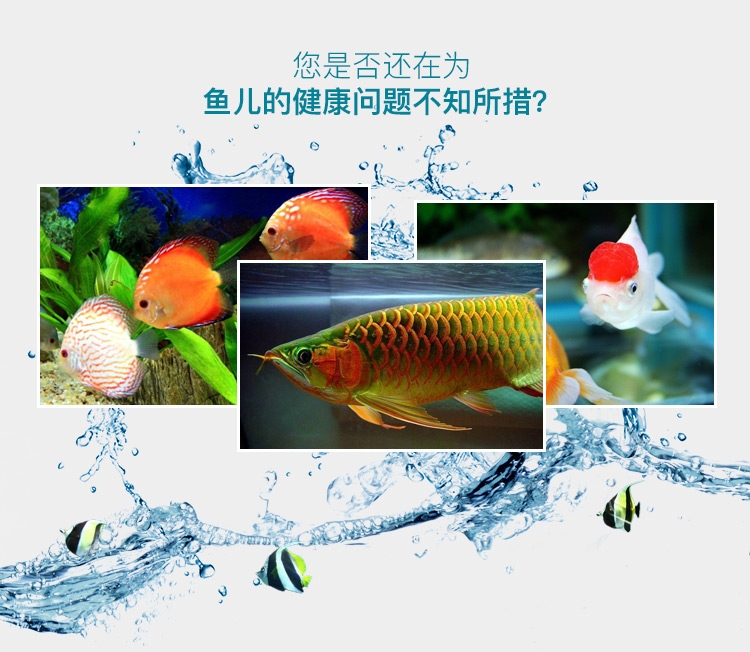 海豚硝化细菌5片装