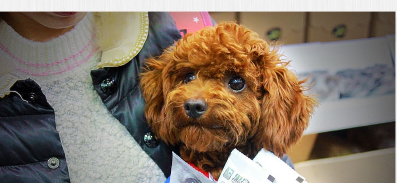 黑鼻头 奶糕幼犬粮 7.5kg