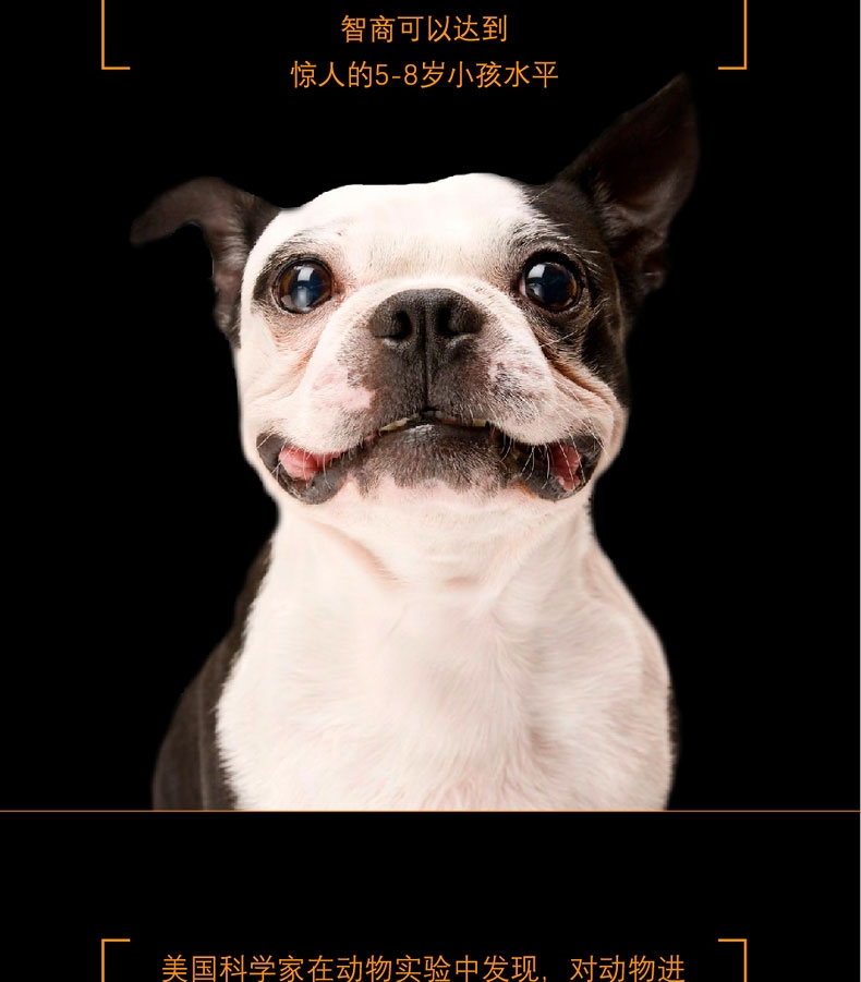 酷极kyjen 七连环 狗玩具