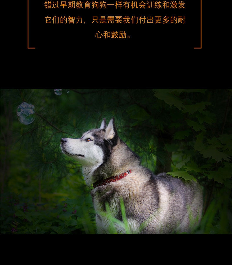 酷极kyjen 移动宝盒益智狗狗玩具