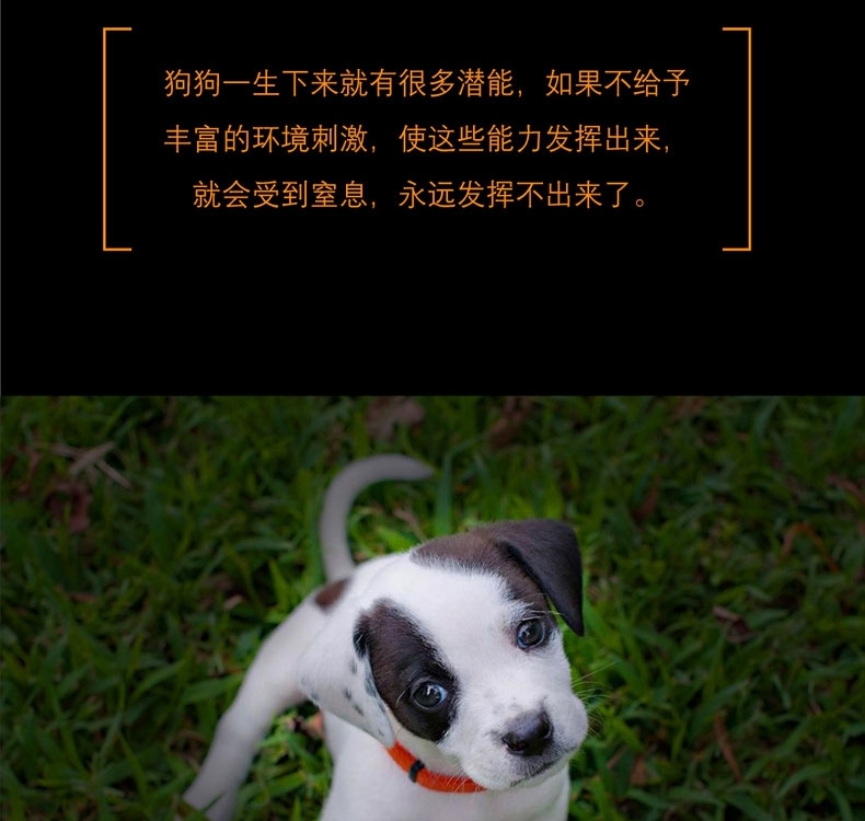 酷极Kyjen 骨头旋风益智狗狗玩具
