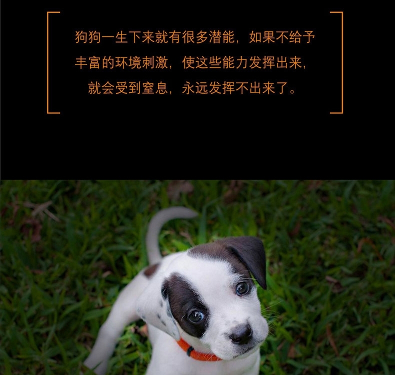 酷极Kyjen 九连环益智训练狗狗玩具